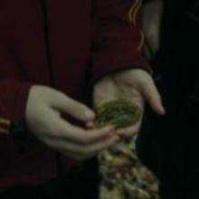 Plantes magiques dans l'univers de Harry Potter 