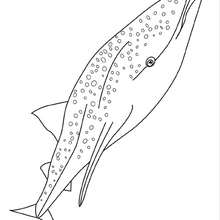 Coloriage d'un requin baleine - Coloriage - Coloriage ANIMAUX - Coloriage ANIMAUX MARINS - Coloriage REQUIN