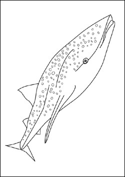 vignette-requin