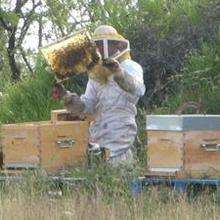 L'apiculture - Lecture - REPORTAGES pour enfant - Divers