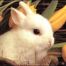 Le lapin domestique - Lecture - Reportages pour enfants - Animaux