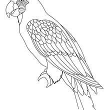 Coloriage d'un perroquet - Coloriage - Coloriage PERSONNAGE BD - Coloriages PERSONNAGES BD
