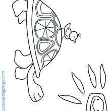 Coloriage d'un oiseau sur la tortue - Coloriage - Coloriage ANIMAUX - Coloriage ANIMAUX MARINS - Coloriage TORTUE - Coloriages TORTUES
