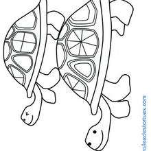 Coloriage d'un couple de tortues