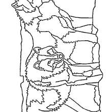Coloriage de deux loups - Coloriage - Coloriage ANIMAUX - Coloriage ANIMAUX DE LA FORET - Coloriage LOUP
