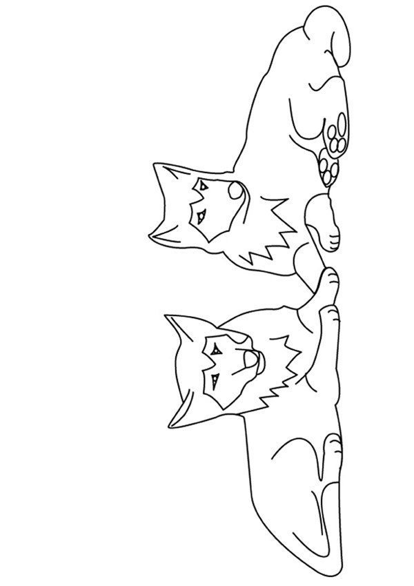 couple-de-loups