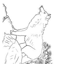 Coloriage d'un loup - Coloriage - Coloriage ANIMAUX - Coloriage ANIMAUX DE LA FORET - Coloriage LOUP