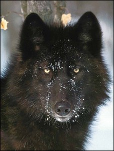 loup-noir