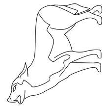 Coloriage d'un loup qui hurle - Coloriage - Coloriage ANIMAUX - Coloriage ANIMAUX DE LA FORET - Coloriage LOUP