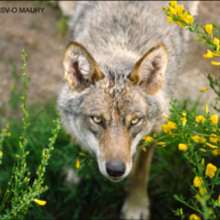 Le loup - Lecture - Reportages pour enfants - Animaux
