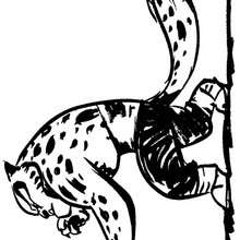 Coloriage MASTER TIGER