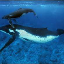 Les baleines