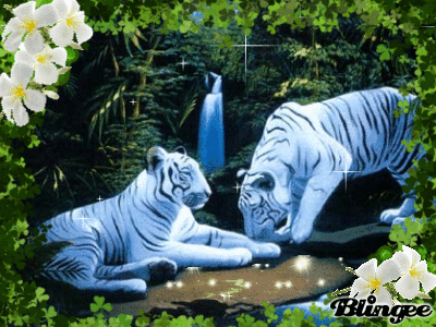 Trop mignon les tigres!!!