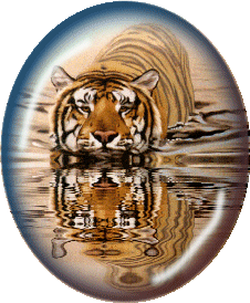 Trop mignon les tigres!!!