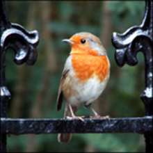 Les petits oiseaux. - Lecture - Reportages pour enfants - Animaux