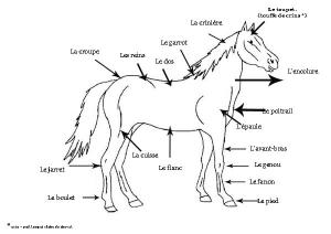 Le cheval - Lecture - Reportages - Animaux