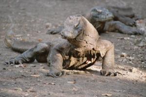 le-dragon-du-komodo