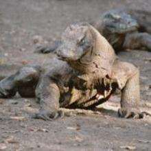 Le dragon du Komodo