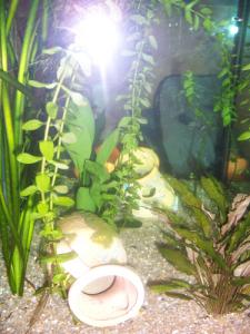 les-poissons-rouges-et-ton-aquarium