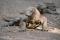 le-tigre-un-redoutable-chasseur