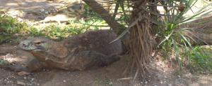 le-dragon-du-komodo