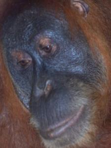 les-orangs-outangs