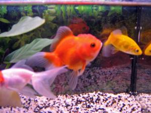 les-poissons-rouges-et-ton-aquarium