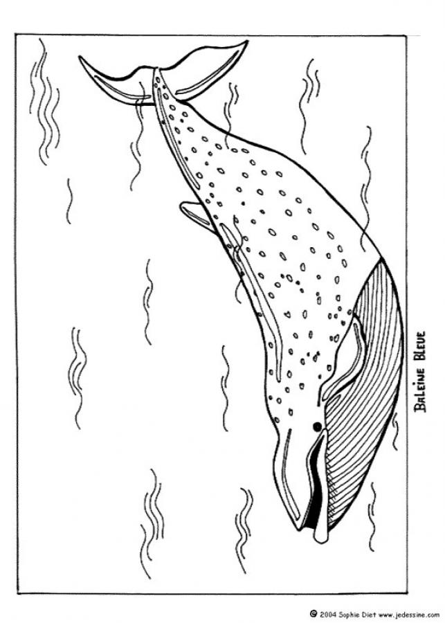 baleine-bleue