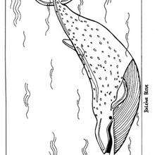 Coloriage d'une baleine bleue - Coloriage - Coloriage ANIMAUX - Coloriage ANIMAUX MARINS - Coloriage BALEINE
