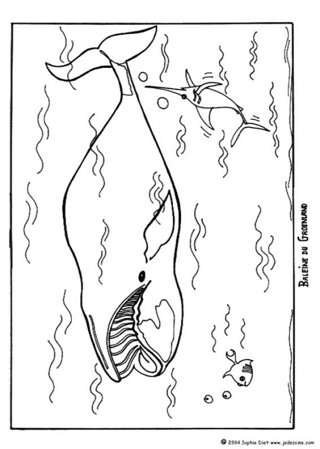 baleine-du-groenland