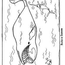 Coloriage d'une baleine du Gröenland - Coloriage - Coloriage ANIMAUX - Coloriage ANIMAUX MARINS - Coloriage BALEINE