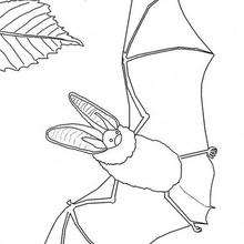 Coloriage d'une chauve-souris - Coloriage - Coloriage FETES - Coloriage HALLOWEEN - Coloriage CHAUVE SOURIS HALLOWEEN