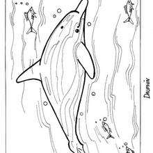 Coloriage d'un dauphin - Coloriage - Coloriage ANIMAUX - Coloriage ANIMAUX MARINS - Coloriage DAUPHIN