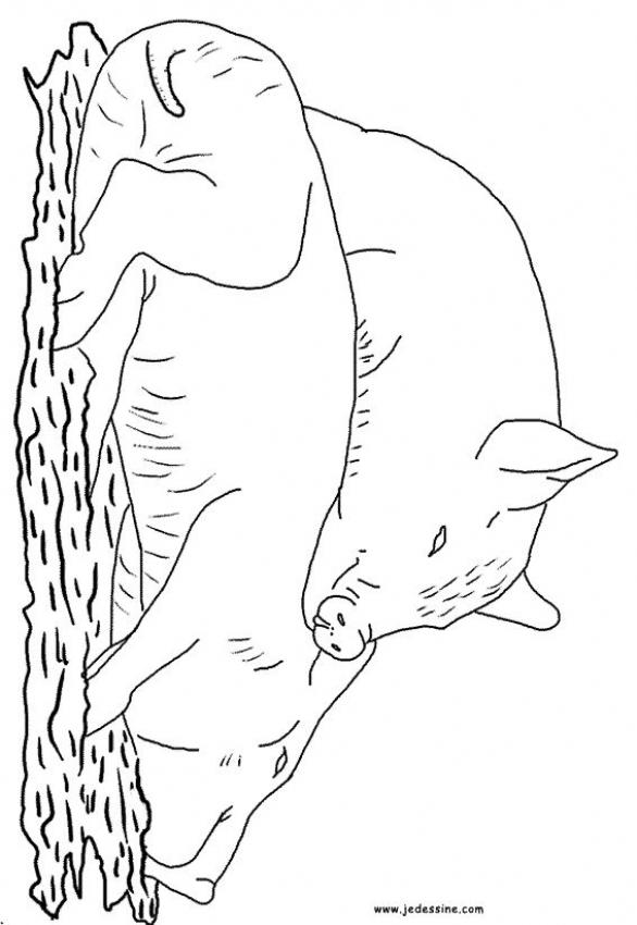 deux-cochons