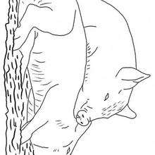 Coloriage de deux cochons - Coloriage - Coloriage ANIMAUX - Coloriage ANIMAUX DE LA FERME - Coloriage COCHON