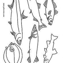 Coloriage de plusieurs poissons - Coloriage - Coloriage ANIMAUX - Coloriage ANIMAUX MARINS - Coloriage POISSON