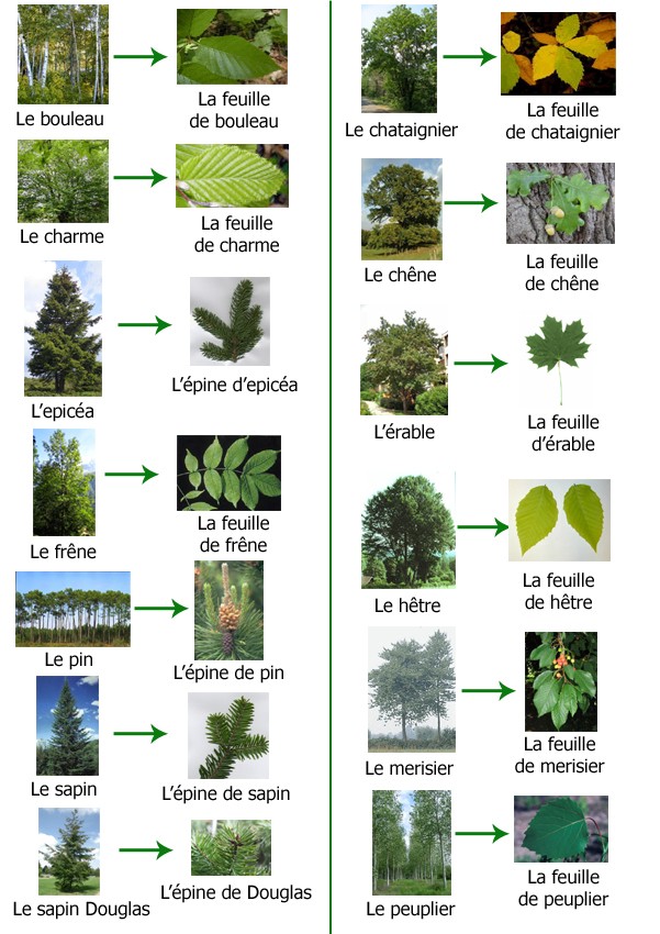 Favori Contes pour enfants feuilles et arbres de la forÃªt Ã  lire - fr  KQ73