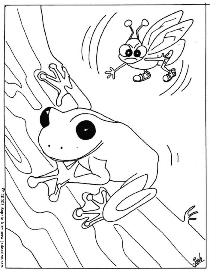grenouille