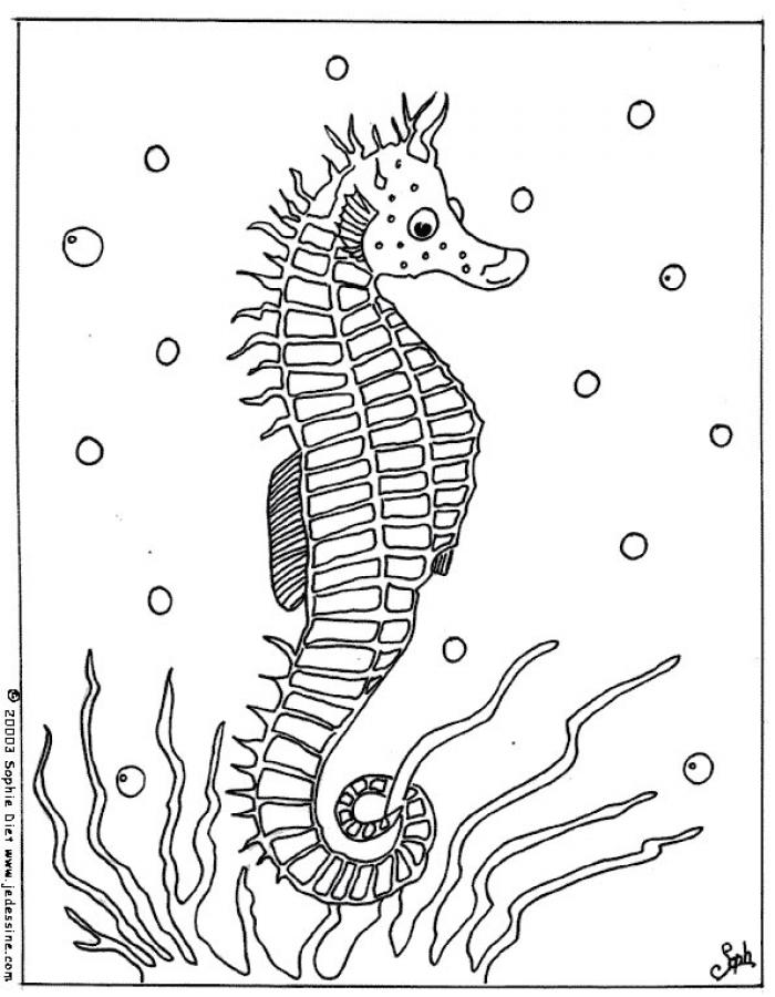 hippocampe