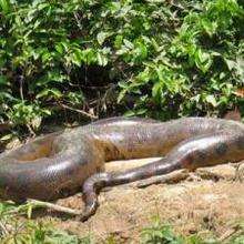 L'anaconda - Lecture - Reportages pour enfants - Animaux