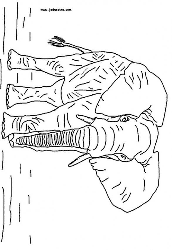 L'�l�phant - Coloriage - Coloriages d'Animaux - Animaux sauvages