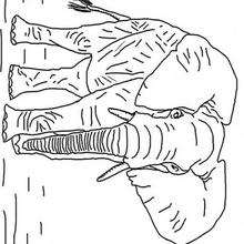 Coloriage ELEPHANT