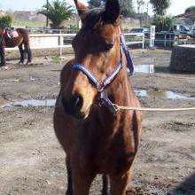 L'equitation - Lecture - Reportages pour enfants - Animaux