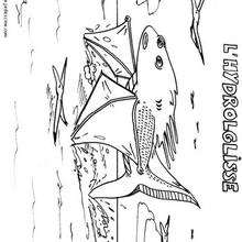 Coloriage de l'hydrolglisse - Coloriage - Coloriage GRATUIT - Coloriage MONSTRE GRATUIT - Coloriage MONSTRES ETRANGES GRATUIT