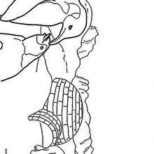 Coloriage de la banquise - Coloriage - Coloriage ANIMAUX - Coloriage ANIMAUX A IMPRIMER