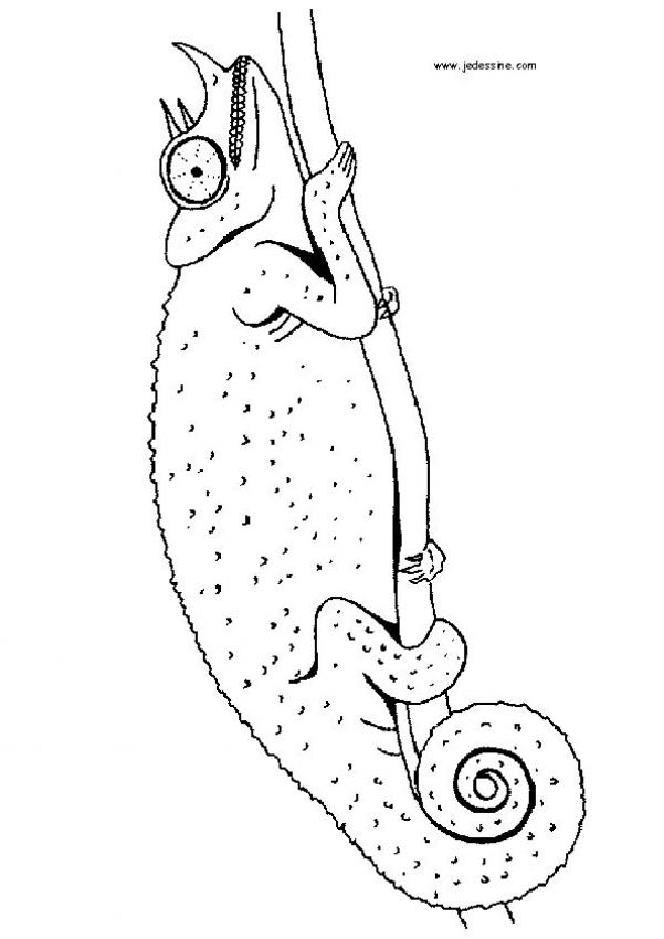 le-cameleon