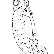 Coloriage ANIMAUX A IMPRIMER