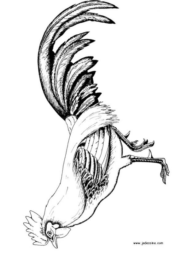 Le coq - Coloriage - Coloriages d'Animaux - Animaux de la Ferme