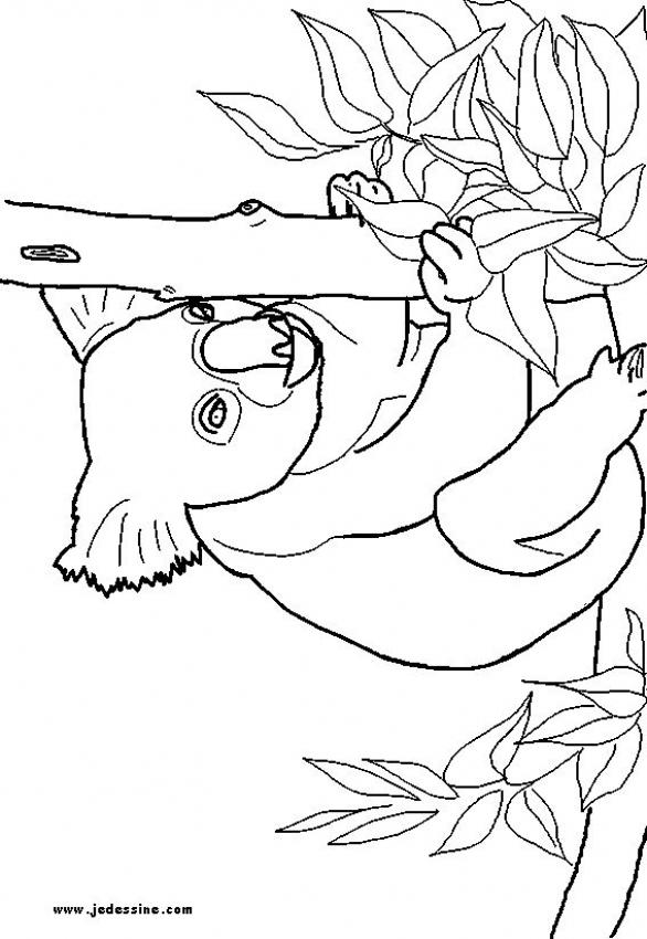 le-koala