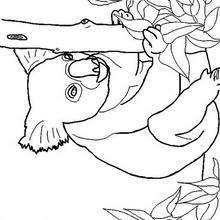 Coloriage KOALA